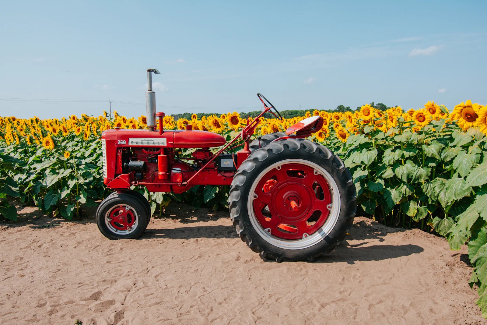 Roter Traktor vor einem Sonnenblumenfeld